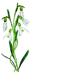 Fototapeta na wymiar spring flowers snowdrops isolated on white background