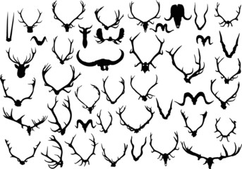 collection of fourty two black antler and horns