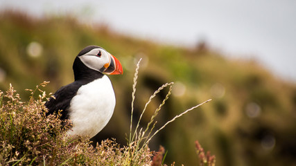 Macareux moine oiseau en Islande
