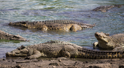 Crocodiles at the crocodile's farm in Guama, Cuba
