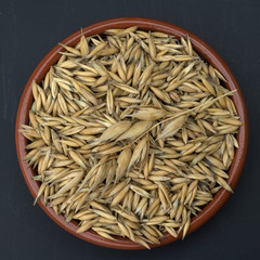 Hafer; Avena, sativa; Haferkorn;