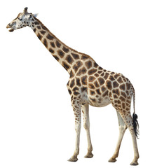 Naklejka premium Giraffe on white background