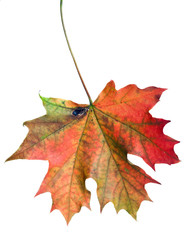 dry maple leaf