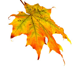 dry maple leaf