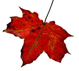 dry maple leaf