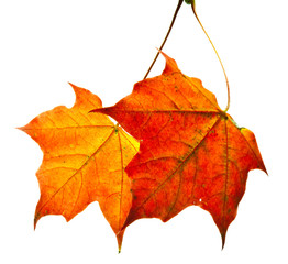 dry maple leaf