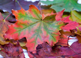 Fototapeta na wymiar dry maple leaves