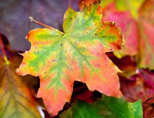 Fototapeta na wymiar dry maple leaves