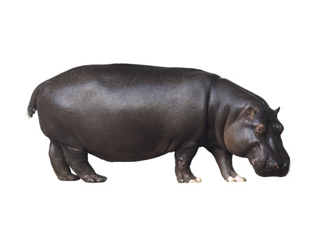 Hippo on a white background