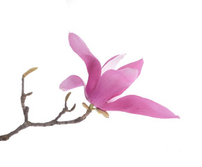 Fototapeta premium Pink magnolia flowers isolated on white background