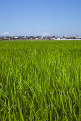 夏の稲穂