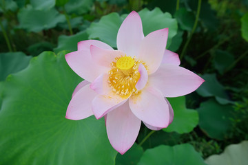 blooming lotus flower