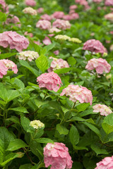 紫陽花