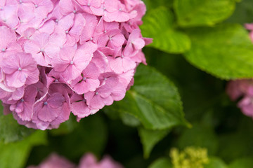紫陽花