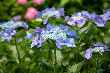 紫陽花
