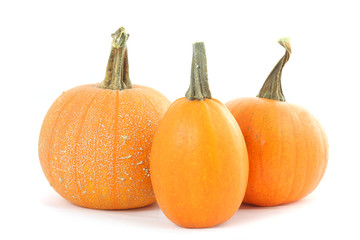 Pumpkins isolated