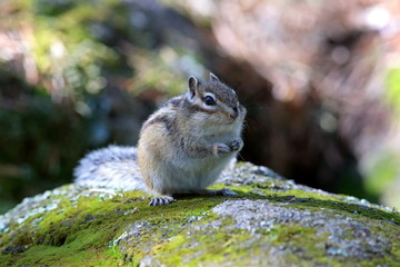 Chipmunk close up
