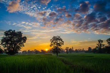 Fototapeta na wymiar Rice fields in the morning