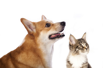 dog and cat is looking up, portrait in profile