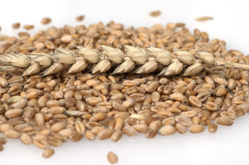 Weizenkoerner, Weizen, Triticum, aestivum,