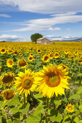 Beautiful landscape with sunflower