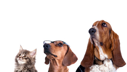 group of dogs and cat look up