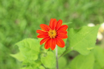 A red daisy flower closeup background.