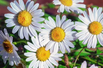 Daisy flowers