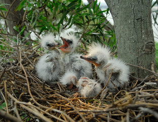 great egret chicks in nest