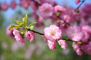 Pink cherry blossoms