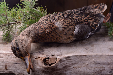 wounded wild duck hunter