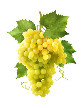 Yellow grapes bunch isolated on white background