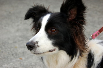 犬