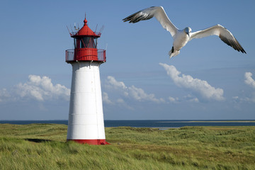 Leuchtturm auf Sylt mit Möwe