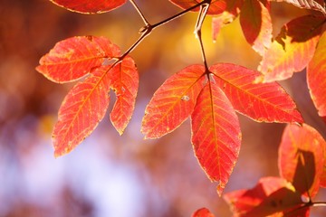 メグスリノキの紅葉