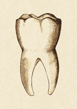 Sketch illustration of human tooth