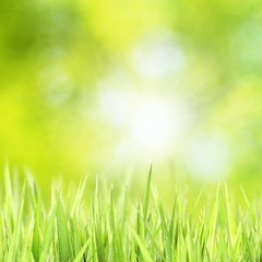 Fototapeta na wymiar Green grass sunny bokeh