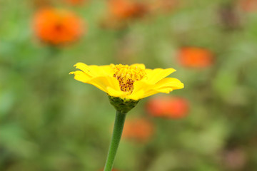 A yellow daisy flower closeup background.
