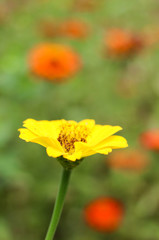 A yellow daisy flower closeup background.