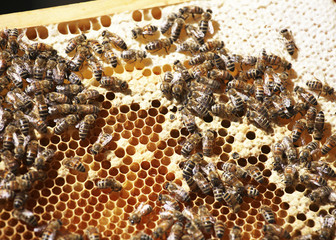hive on honeycomb