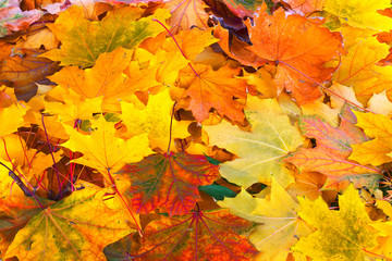 Naklejka na ściany i meble Bright and colorful background of fallen autumn leaves
