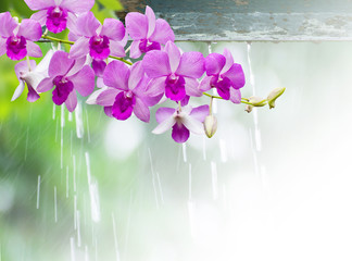 Orchids in rainy day