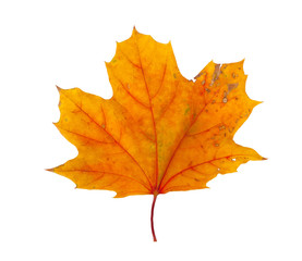 A bright orange maple leaf on a white background isolated
