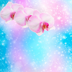 Naklejka na ściany i meble Beautiful pink orchid branch on an abstract background of a deli