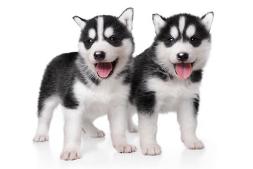 Cute little husky puppy isolated on white background