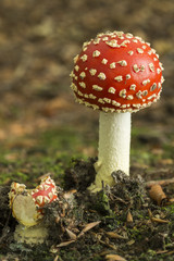 Colourful Fly Agaric mushroom in the autumn in the Netherlands