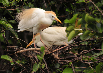 Nesting Cattle Egrets