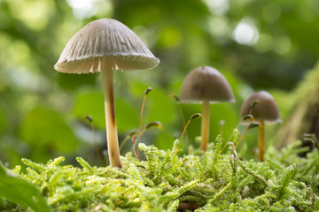 Mushrooms in forest in the autumn in the Netherlands