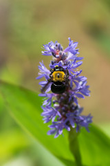 Carpenter bee and Pontederia cordata var. cordata