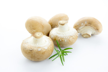 Champignon mushroom